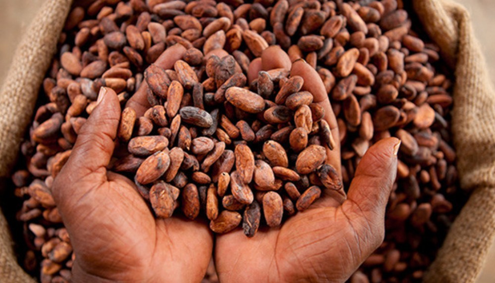 Cocoa Beans